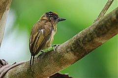 Olivaceous Piculet